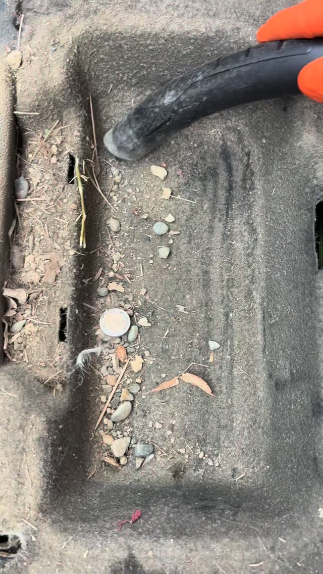 Vacuum hose pulling pebbles, leaves and a coin out of cargo carpet